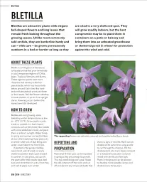 Grow Orchids. Essential Know-how and Expert Advice for Gardening Success - Andrew Mikolajski - мініатюра 8