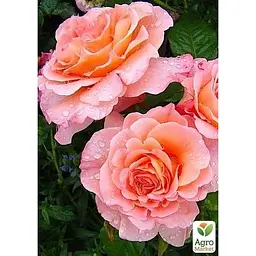 Саджанець Agro-Market Троянда англійська Avgusta Luise (17393) 1 шт. - мініатюра 2