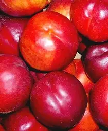 Саджанець Agro-Market Нектарин Флейвор Топ (літній сорт, середній термін дозрівання) (39945) 1 шт. в упаковці - мініатюра 6