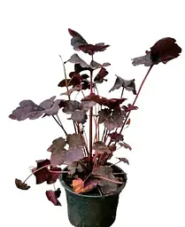 Гейхера Agro-Market Heuchera Midnight Rose 1 саджанець в упаковці - мініатюра 2