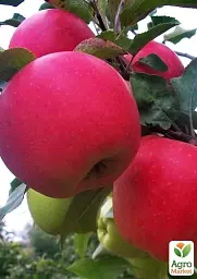 Саджанець Agro-Market Яблуня Гала Маст (Гала) (Ранньозимовий сорт) 1 шт. в упаковці (15754) - мініатюра 2