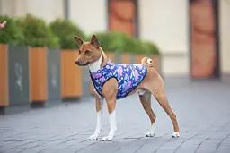 Курточка для собак Waudog Clothes, Рік та Морті 1, M50 - мініатюра 4