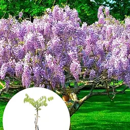 Гліцинія 3-х річна японська "Іссаї" (Wisteria chinensis Issai) С2 висота саджанця 60-100см (185367) 1 саженец Нідерланди - мініатюра 3