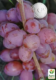 Саджанець Agro-Market Виноград Пам'яті Хірурга (ранній термін дозрівання, морозостійкість висока до -23⁰С) 1 шт. в пакуванні (35279) - мініатюра 2