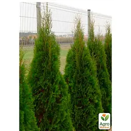 Саджанець Agro-Market Туя західна Smaragd Witbont (контейнер Р9, висота 10-20 см) (25017) - мініатюра 2