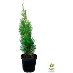 Саджанець Agro-Market Туя західна Smaragd (Thuja occidentalis Smaragd) C2, висота 30-40см (62744) - мініатюра 2