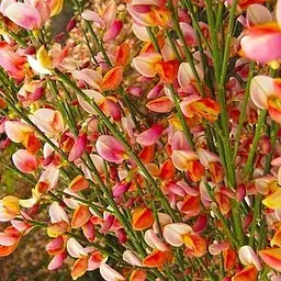 Рокитник Cytisus Praecox Zeelandia (49182) 1 шт в упаковці