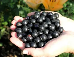 Саджанець Agro-Market Смородина насичено-чорна Чорний лебідь (Black Swan) преміальні морозостійкий сорт, великі ягоди) 1 шт. в пакуванні (48175) - мініатюра 2