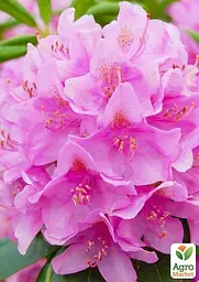 Саджанець Agro-Market Рододендрон Roseum elegans 2 річний (рожевий) (43011) - мініатюра 4