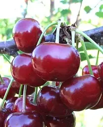 Саджанець Agro-Market Вишня Крішана (літній сорт, ранній термін дозрівання) (23658) 1 шт. в упаковці - мініатюра 2