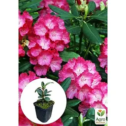 Саджанець Agro-Market Рододендрон рожевий Фантастика (Fantastica) (45482) 1 шт. в упаковці - мініатюра 2