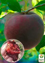 Саджанець Agro-Market Абрикос Шлор Циран (Чорний) (літній сорт, середньопізній термін дозрівання) 1 шт. в упаковці (39959) - мініатюра 2