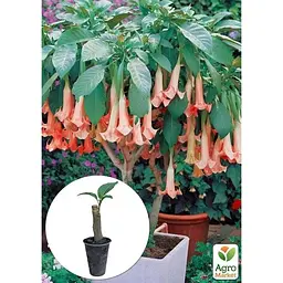 Саджанець Agro-Market Бругмансія деревоподібна Pink (49867) 1 шт. в упаковці - мініатюра 4