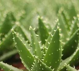 Саджанець Agro-Market Алое Perfoliata висота рослини 10 см (182114) 1 шт. в упаковці (кімнатний) - мініатюра 2