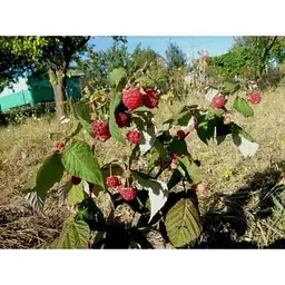 Саджанець Agro-Market Малинове дерево Богатир 1 шт. в упаковці (37026) - мініатюра 4