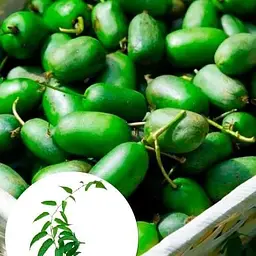Саджанець Agro-Market Актинідія Оригінальна (міні-ківі, морозостійкий сорт, пізній термін дозрівання) (20749) 1 шт. в упаковці - мініатюра 5