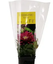 Клематис Agro-Market Red Star 1 саджанець в упаковці (38361) - мініатюра 2