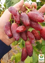Саджанець Agro-Market Виноград Полтавський Манікюр (надранній, великий, солодкий, м'ясистий) 1 шт. в пакуванні (182237) - мініатюра 2