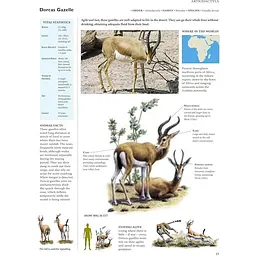 Encyclopedia of Animals - Олдертон Девід - мініатюра 4