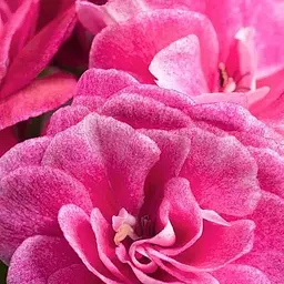 Пеларгонія ампельна махрова "Vintage Rose" (189809) 1 саженец