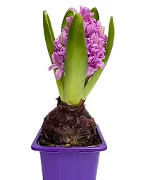 Цибулина Agro-Market Гіацинт Splendid Cornelia 1 шт. в упаковці (50650) - мініатюра 4