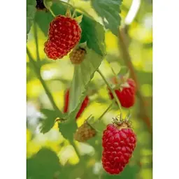 Саджанець Agro-Market Малинове дерево Королівська влада (преміальний сорт) 1 шт. в упаковці (44444) - мініатюра 5