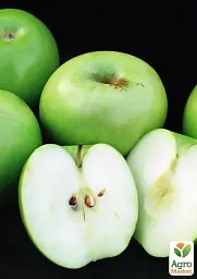 Саджанець Agro-Market Яблуня Гренні Сміт (зимовий сорт, пізній термін дозрівання) 1 шт. в упаковці (23463) - мініатюра 4