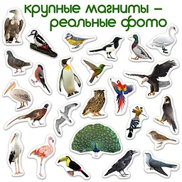 Магнітний набір Magdum Птахи (ML4031-30 EN) - мініатюра 2