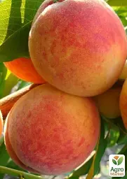 Саджанець Agro-Market Персик Августовський (літній сорт, середньопізній термін дозрівання) 1 шт. в упаковці (25777) - мініатюра 2