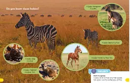 Animal Families - мініатюра 6