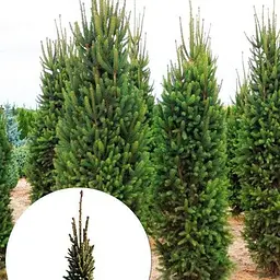Ялина звичайна Agro-Market Cupressina ком/сітка висота 150-170 см 185192 1 саджанець в упаковці
