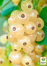 Саджанець Agro-Market Порічка (смородина) біла Версальська ранній термін дозрівання, високоврожайний сорт) 1 шт. в пакуванні (178543) - мініатюра 2