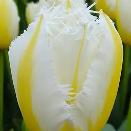 Тюльпан "Lemon Beauty" (186259) 2 шт