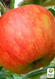 Саджанець Agro-Market Яблуня Целесте (літній сорт пізнього терміну дозрівання) 1 шт. в упаковці (35432) - мініатюра 4