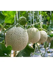LULULUN Face Mask Hokkaido Melon антивікова зволожуюча маска з олією дині, 7 шт - мініатюра 3