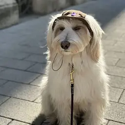 Панама для собак Hat-Dog Капучино (XXL) - мініатюра 2