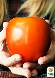 Саджанець Agro-Market Хурма Віргінська великоплідна на віргінській морозостійкій підщепі 1 шт. в упаковці (44804) - мініатюра 6