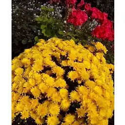 Хризантема Садова Yellow Mamount (висота 30-50см) (62876) 1 саженец