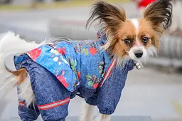 Комбінезон Smart Pet Роуз - мініатюра 2