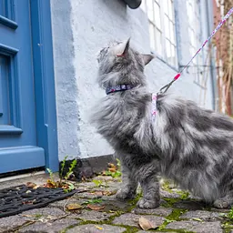 Набір для котів Шлея-повідець Max & Molly Harness Cherry Bloom 1 розмір  - мініатюра 4