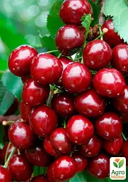 Саджанець Agro-Market Черешня колоновидна Сільвія Ексклюзив 1 шт. в упаковці (24228) - мініатюра 2