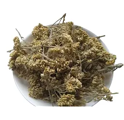 Деревій звичайний Цвіт Тисячолистник Кривавник Маточник Achillea millefolium