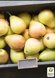 Саджанець Agro-Market Груша Санта Марія (осінній сорт, середній термін дозрівання) 1 шт. в упаковці (39854) - мініатюра 3