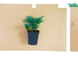 Саджанець Agro-Market Ялівець китайський Блю Альпс (Blue Alps) горщик P9 (39020) 1 шт. в упаковці - мініатюра 2