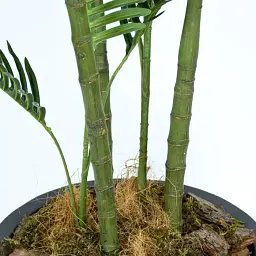 Штучна рослина Engard Palm Tree 182 см (TW-29 ) - мініатюра 2