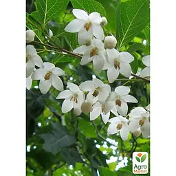 Саджанець Agro-Market Проліскове дерево Styrax japonicus (красиве, компактне, з ароматом пролісків) (181403) - мініатюра 2