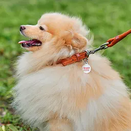 Нашийник для собак шкіряний Waudog Soft з QR-паспортом круглий Д 8 мм Д 20-25 см коричневий - мініатюра 3
