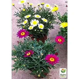 Саджанець Agro-Market Аргірантемум Dana (контейнер № 10 висота 15 см) (47991) 1 шт. в упаковці - мініатюра 2