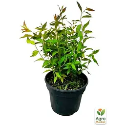 Саджанець Agro-Market Спірея японська 2-х річна Anthony Waterer вазон С2 висота 20-40 см (176815) 1 шт. в упаковці - мініатюра 5