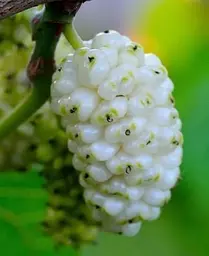 Саджанець Agro-Market Шовковиця великоплідна Стамбульська біла (літній сорт, середній термін дозрівання) (16184) 1 шт. в упаковці - мініатюра 3